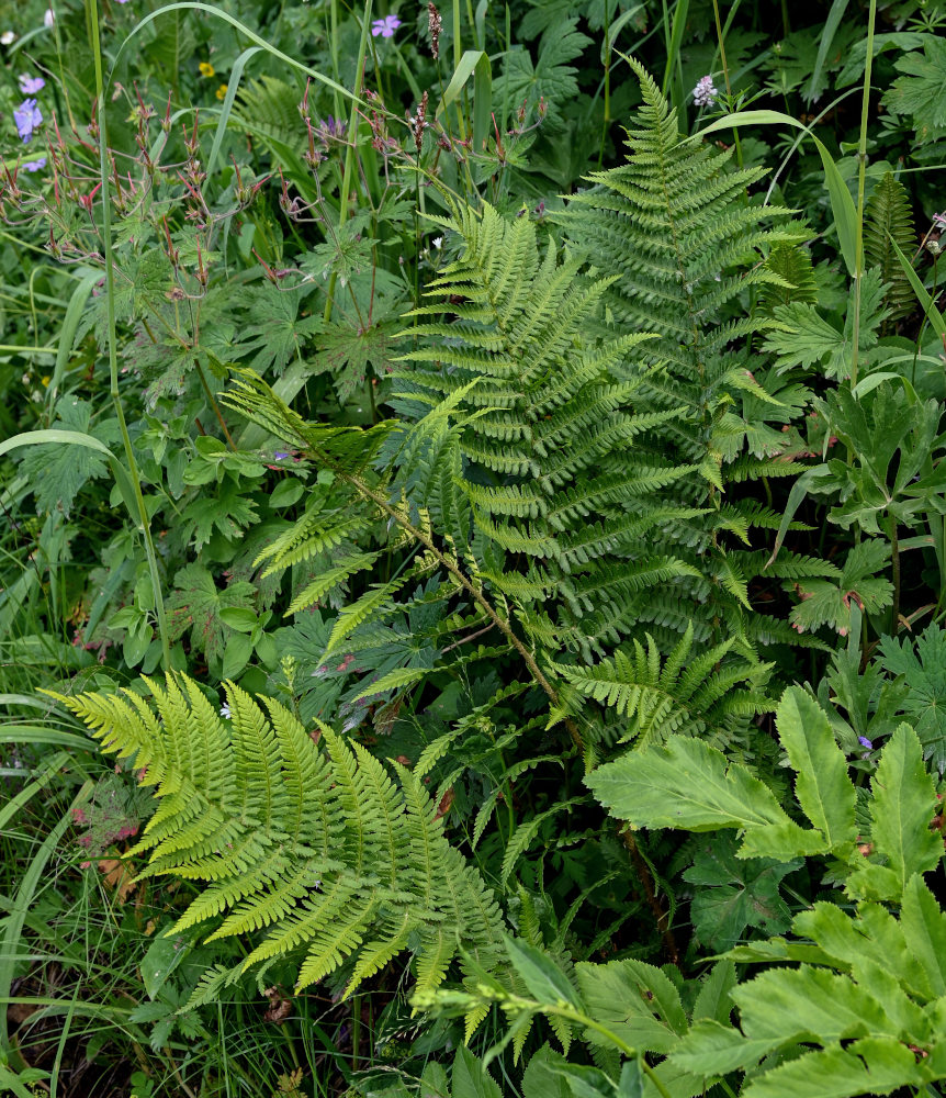Image of Dryopteris filix-mas specimen.