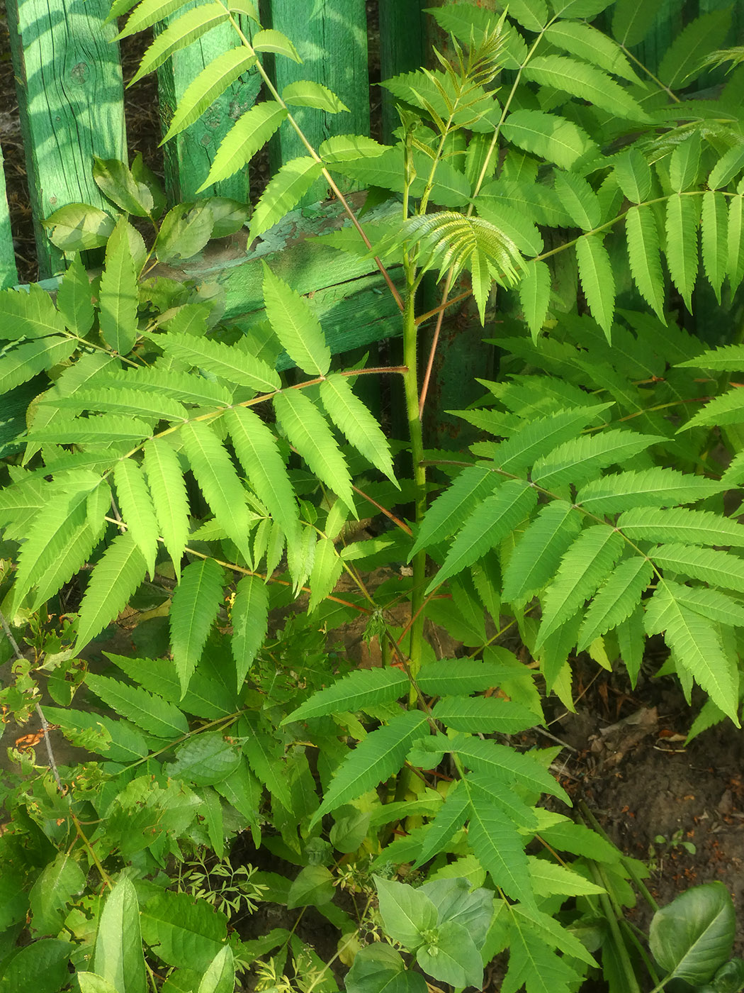 Изображение особи Rhus glabra.