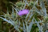 Cirsium argillosum