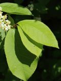 Padus virginiana. Листья. Ленинградская обл., г. Приморск, окр. кирхи Св. Марии Магдалины, в уличном озеленении. 11.06.2023.