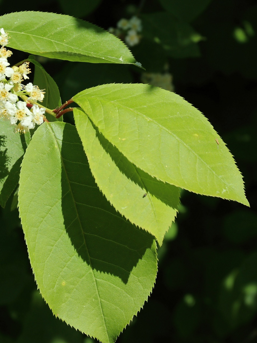 Изображение особи Padus virginiana.