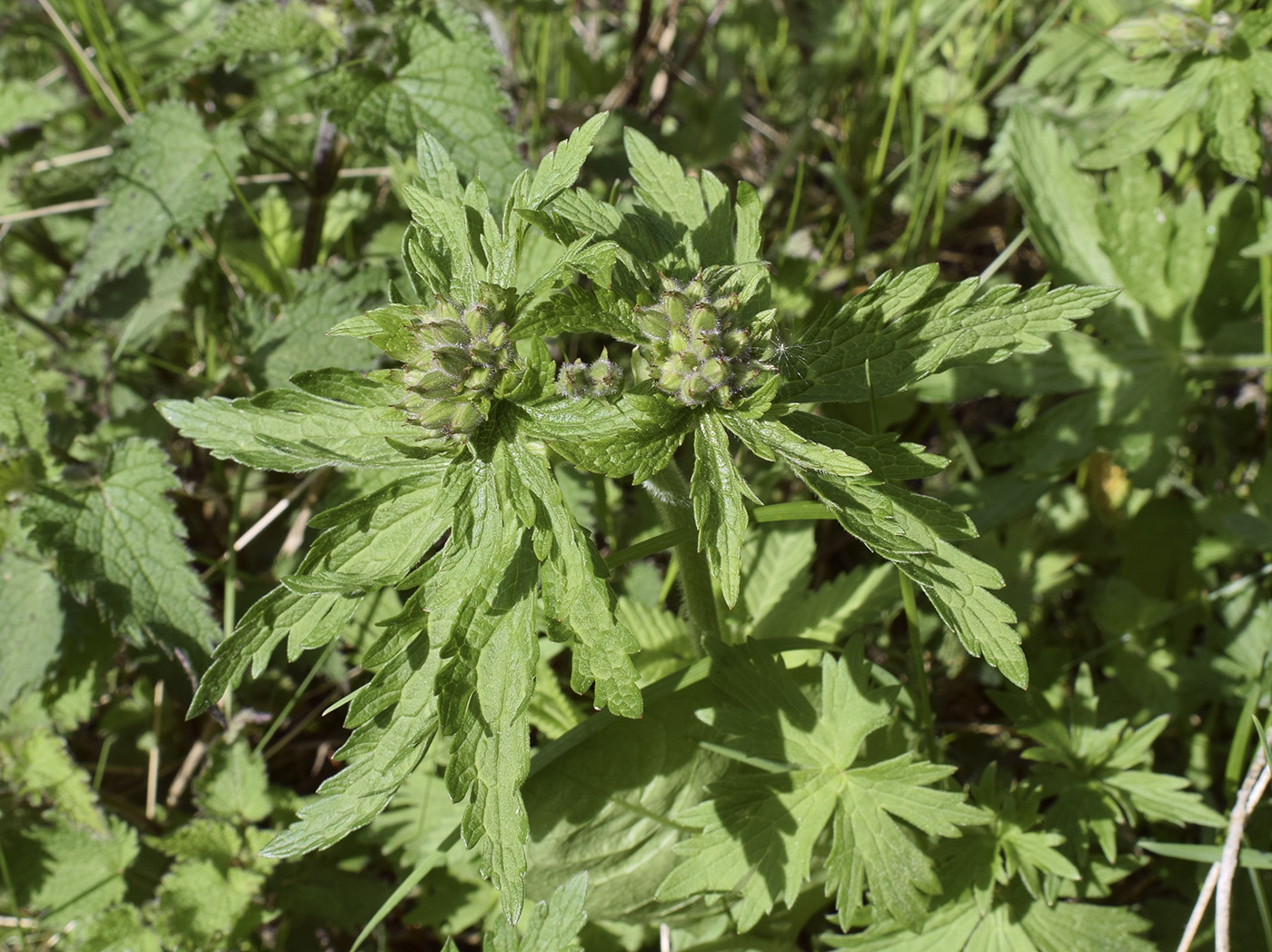 Image of Geranium sylvaticum specimen.