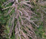 Tamarix octandra