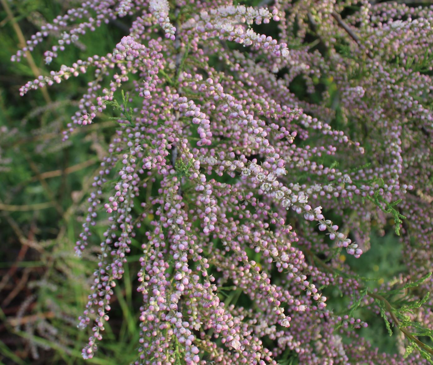 Image of Tamarix meyeri specimen.