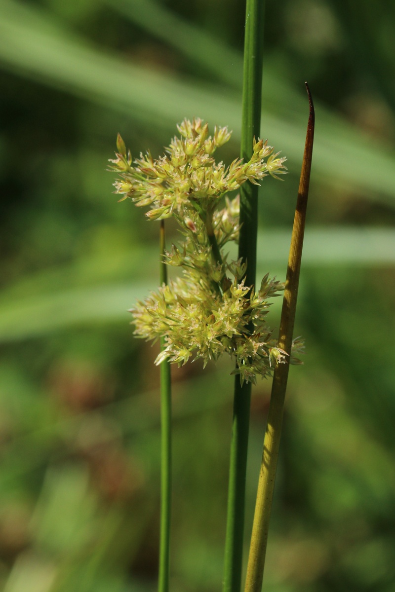 Image of Juncus effusus specimen.