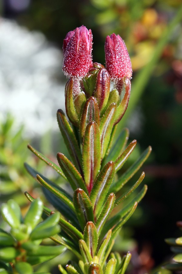 Image of Phyllodoce caerulea specimen.