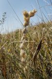 Oxytropis spicata