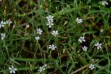 Petrorhagia saxifraga