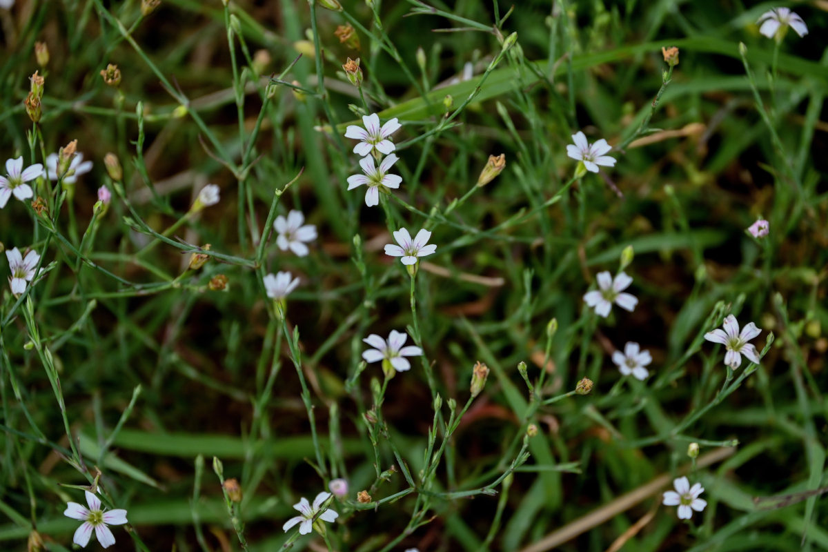 Изображение особи Petrorhagia saxifraga.