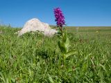 Dactylorhiza euxina. Цветущее растение. Адыгея, Кавказский биосферный заповедник, северо-восточный склон горы Блям, ≈ 2300 м н.у.м., субальпийский луг. 24.07.2017.