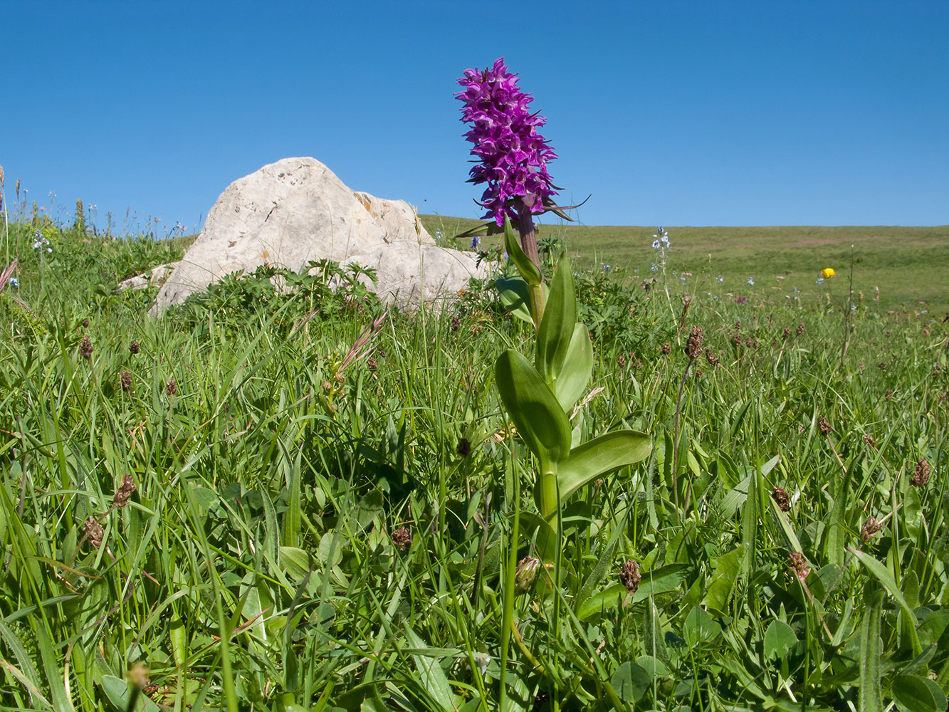 Изображение особи Dactylorhiza euxina.