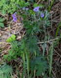 Geranium pseudosibiricum. Цветущее растение. Хакасия, Ширинский р-н, окр. с. Ефремкино, скалы Тогыз-Аз, опушка лиственничного леса. 07.06.2022.