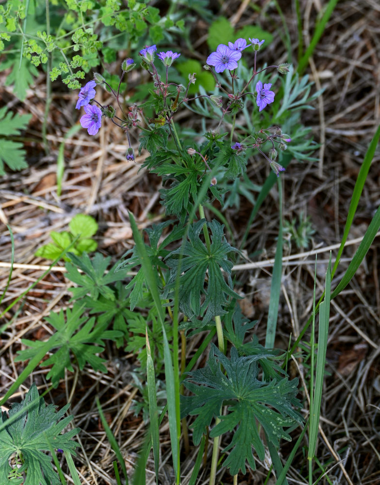 Изображение особи Geranium pseudosibiricum.