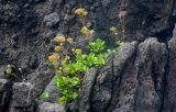 Ligusticum scoticum. Плодоносящие растения. Курильские о-ва, о-в Итуруп, окр. мыса Одесский, на скале. 21.08.2023.