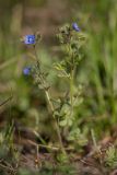 Veronica triphyllos