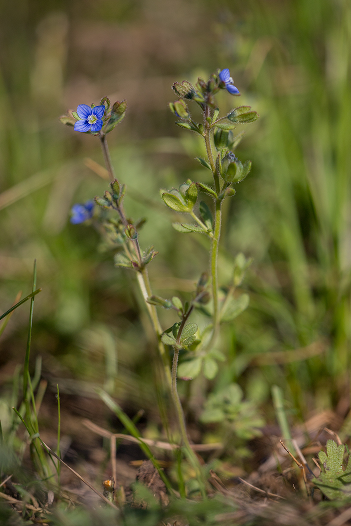 Image of Veronica triphyllos specimen.