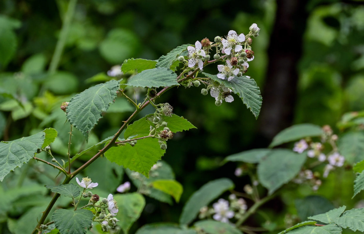 Изображение особи Rubus sanctus.