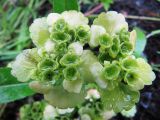 Chrysosplenium alternifolium