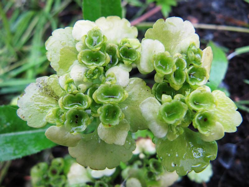 Изображение особи Chrysosplenium alternifolium.