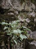 Senecio pandurifolius. Растение в начале цветения. Абхазия, Гудаутский р-н, Рицинский реликтовый национальный парк, долина р. Юпшара, скальный обрывистый склон. 13.04.2024.