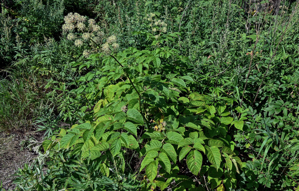 Изображение особи Aralia cordata.