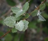 Populus alba. Листья. Абхазия, Гудаутский р-н, окр. с. Лдза, галечно-песчаный склон. 15.04.2024.