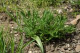 род Potentilla. Вегетирующее растение в сообществе с Falcaria vulgaris (слева) и Tulipa biebersteiniana (?). Башкортостан, Хайбуллинский р-н, Акъюловский сельсовет, окр. дер. Акъюлово, дол. р. Сакмара, обращенный к реке склон прибрежного скальника. 29 апреля 2024 г.