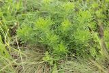 Adonis volgensis
