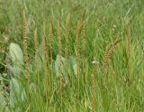 Triglochin maritima