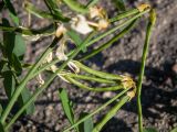 Hippocrepis emeroides