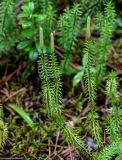 Lycopodium annotinum. Побеги со стробилами. Вологодская обл., Сокольский р-н, Оларевская гряда, смешанный лес. 13.07.2024.