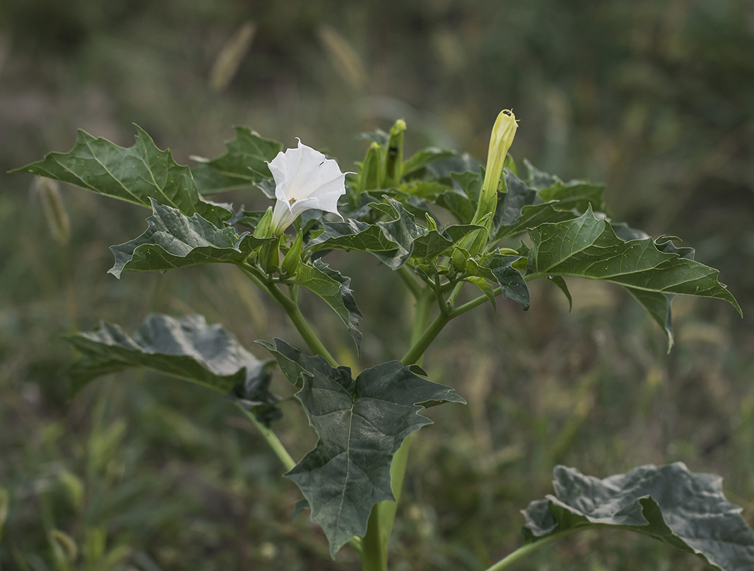 Image of Datura stramonium specimen.