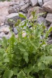 Senecio taraxacifolius