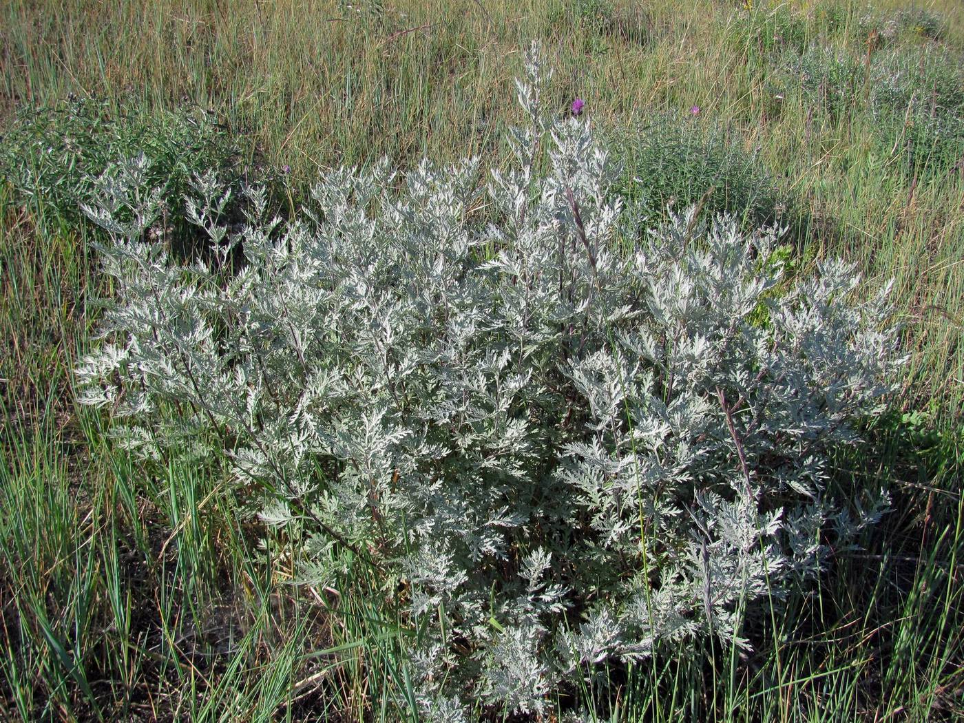 Image of Artemisia messerschmidtiana specimen.