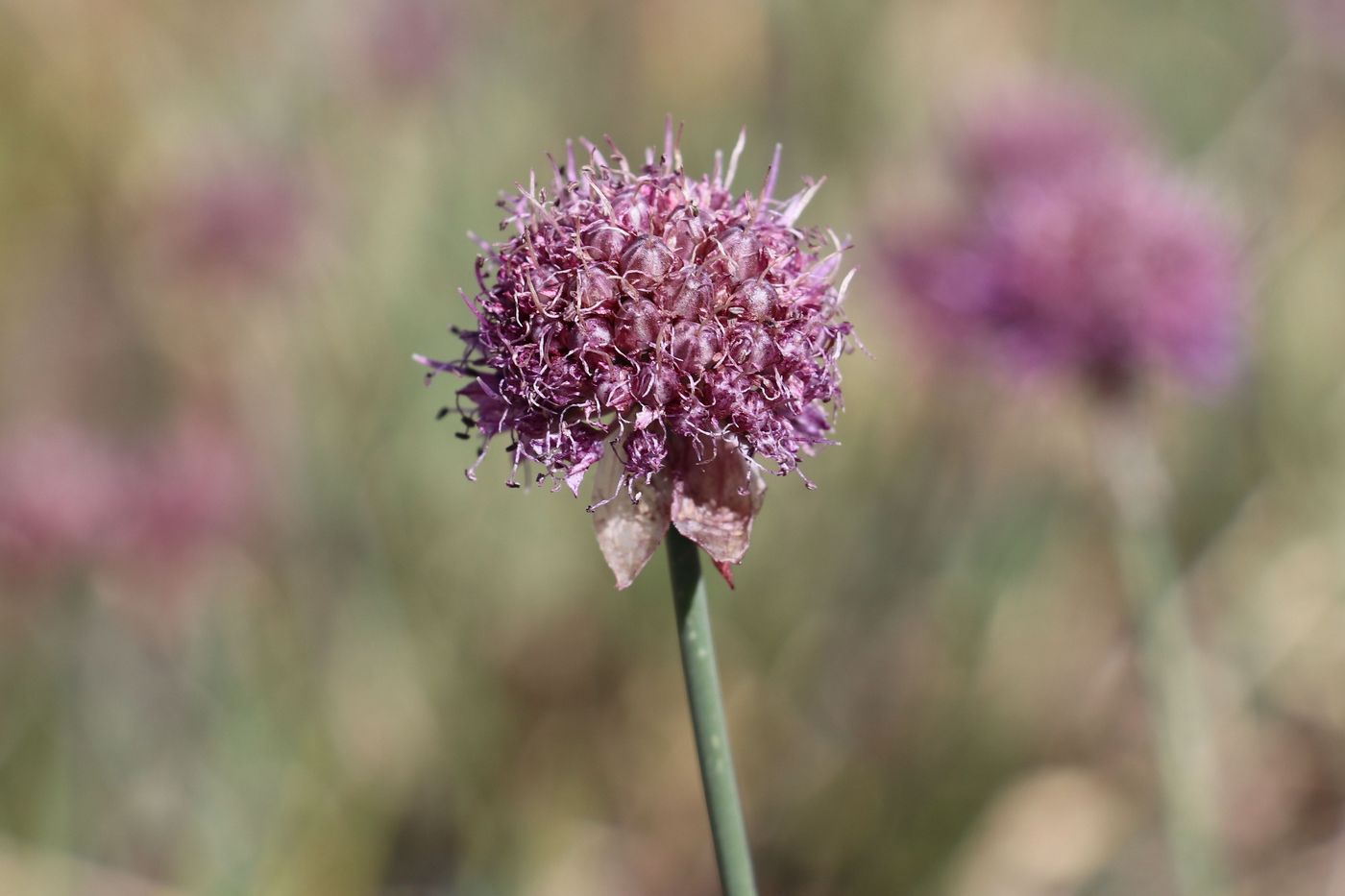 Image of Allium hymenorhizum specimen.