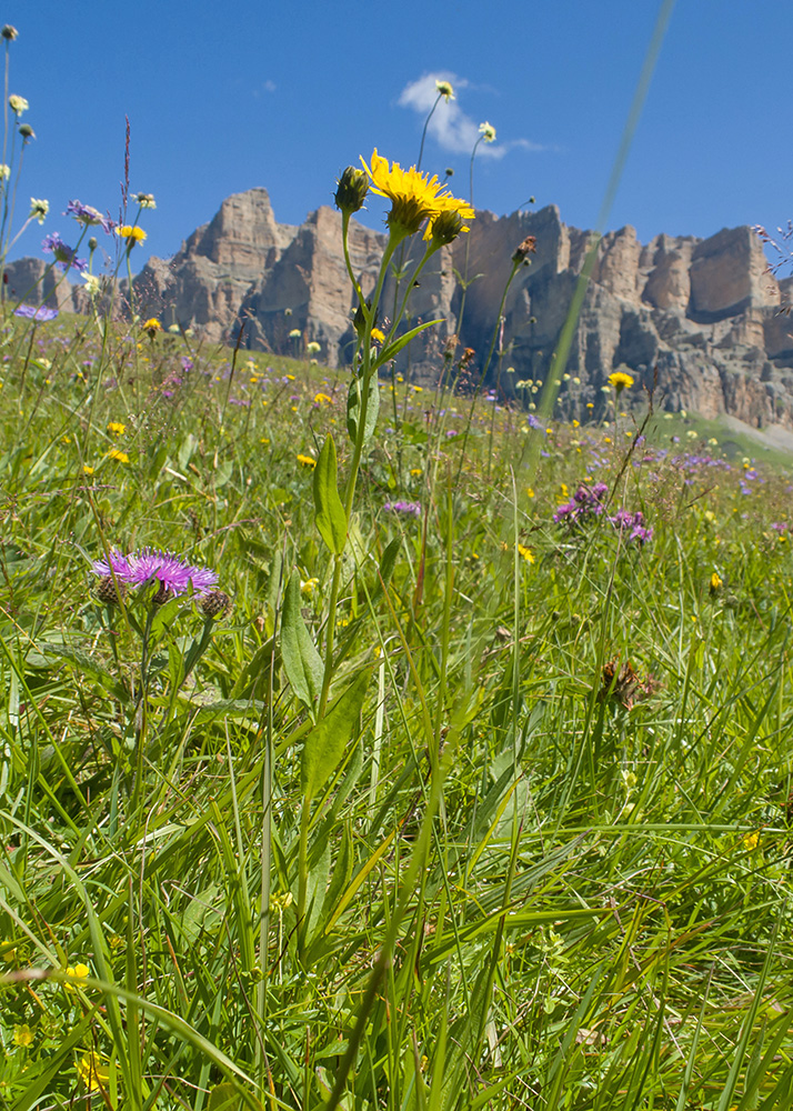 Image of genus Hieracium specimen.