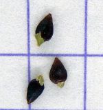 Image of taxon representative. Author is Анна Малыхина