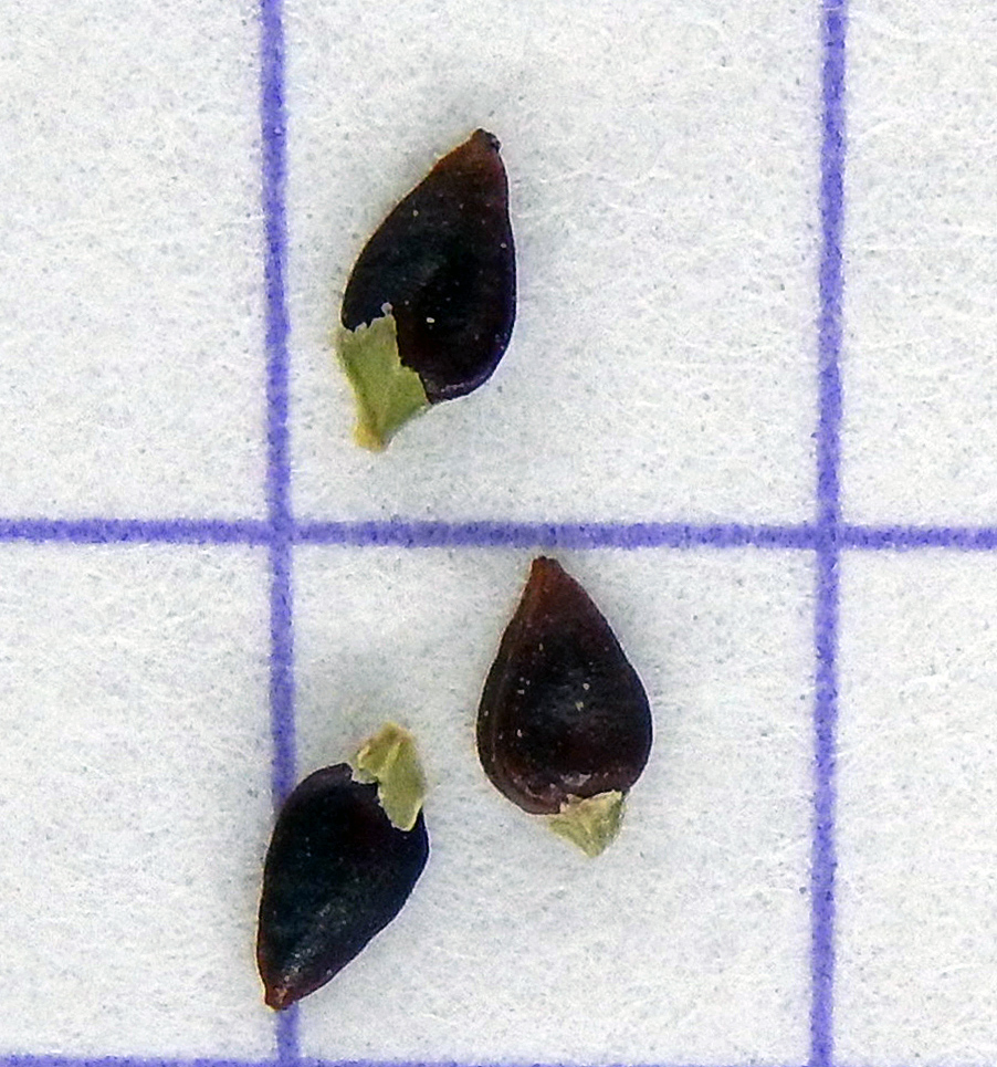 Image of Polygonum arenastrum specimen.