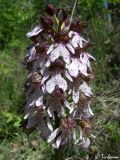 Orchis purpurea