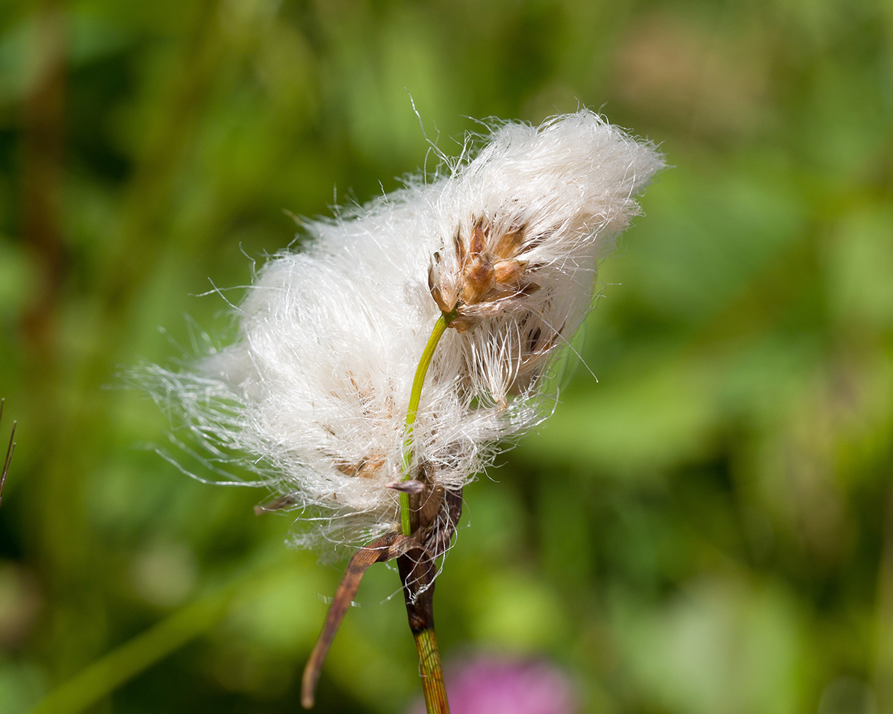 Image of Eriophorum angustifolium specimen.