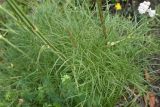 Peucedanum longifolium. Листья. Чечня, Шаройский р-н, 0,7 км от ур. Хиндушты, верхняя часть отходящего от ур. Хиндушты в сторону р. Хашелдойахк отрога, луг. 3 июля 2024 г.
