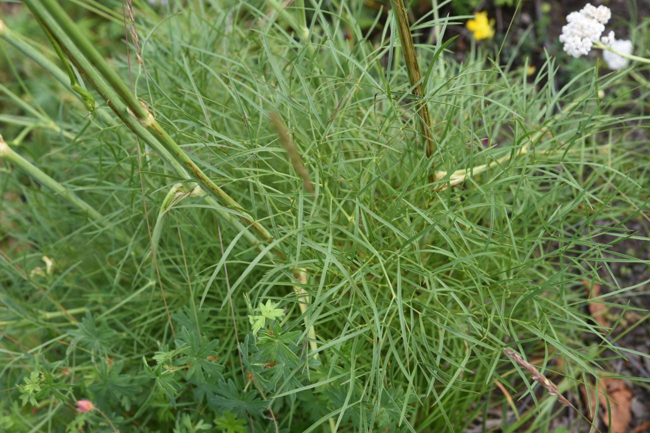 Изображение особи Peucedanum longifolium.