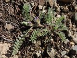 Astragalus sinaicus. Цветущее растение. Крым, окр. Балаклавы, можжевеловое редколесье. 13.04.2025.