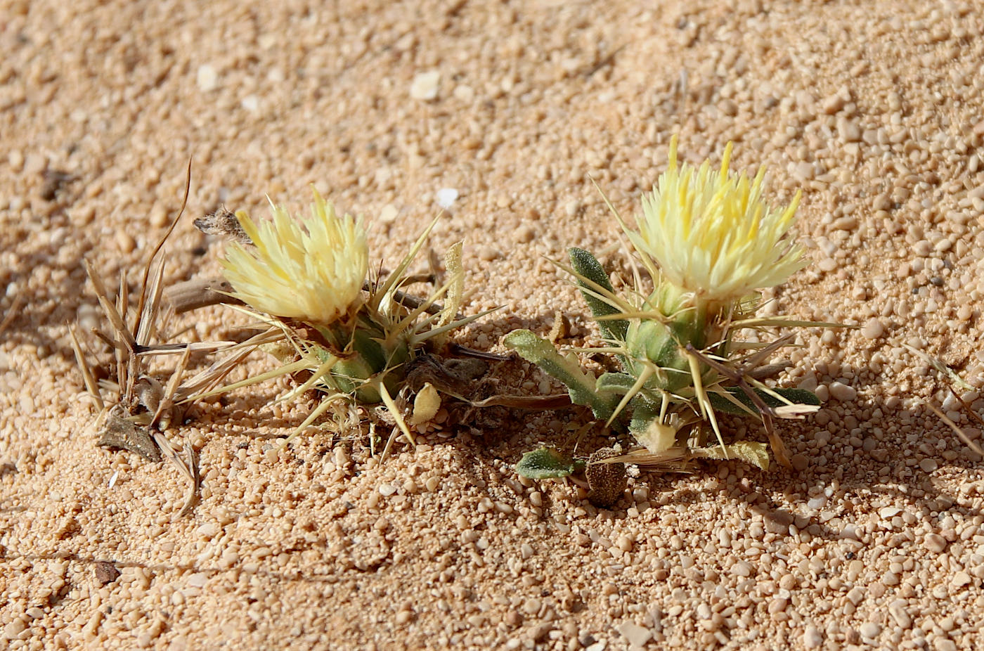 Изображение особи Centaurea pallescens.