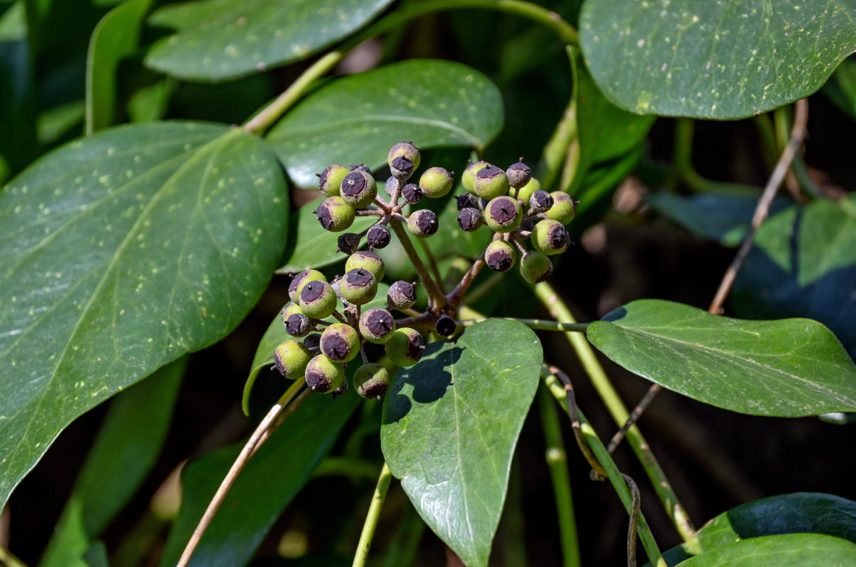 Изображение особи Hedera colchica.