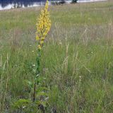 Verbascum lychnitis
