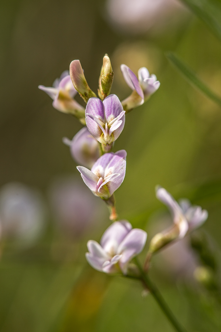 Image of Astragalus austriacus specimen.