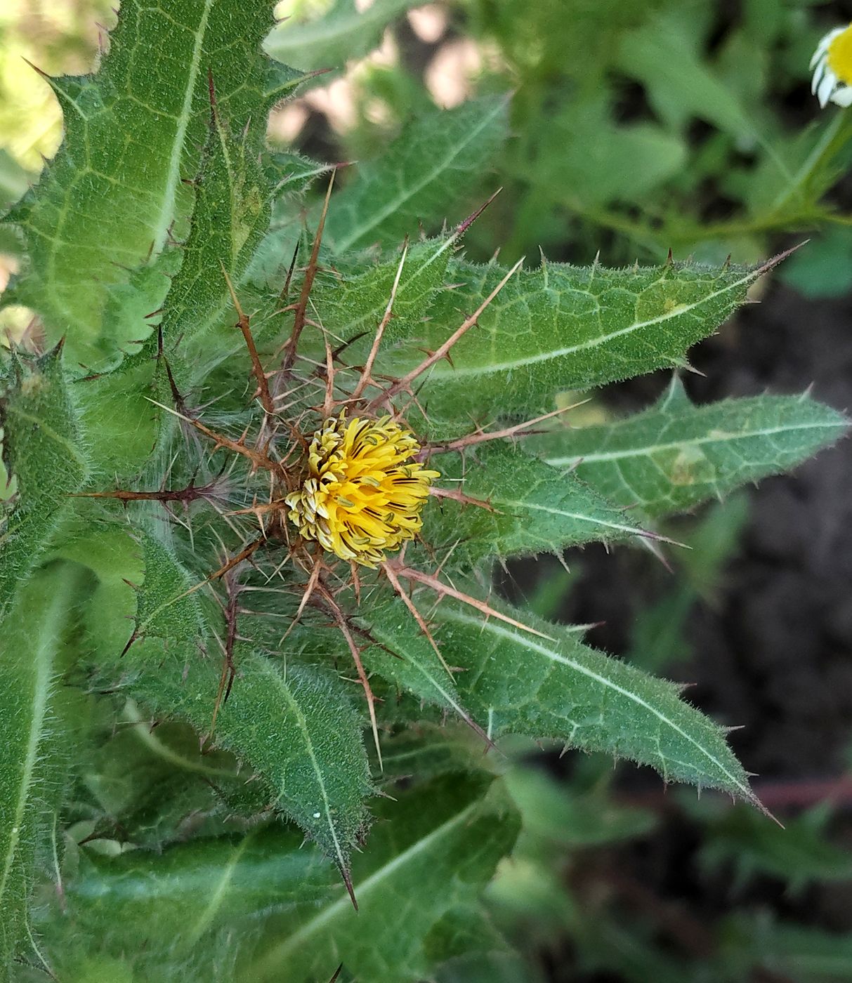 Image of Centaurea benedicta specimen.