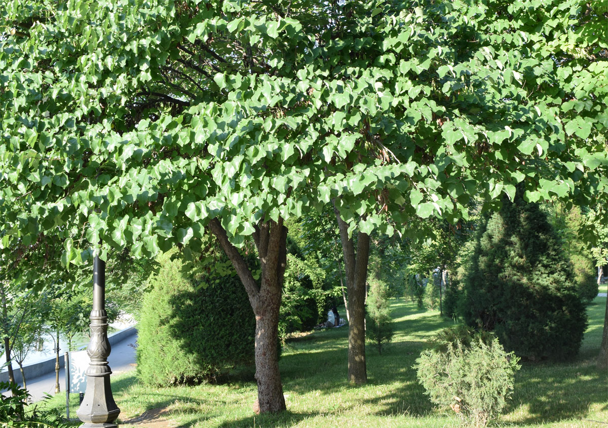 Изображение особи Cercis canadensis.