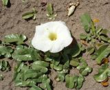 Ipomoea imperati